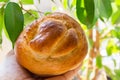 Young woman holds in hand freshly baked yeast brioche bun green house plants background. Easter holiday baking. Morning breakfast