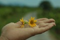 Yellow flower in hand. Two little daisy flowers in an open hand closeup. Beauty in hand concept with soft nature background Royalty Free Stock Photo