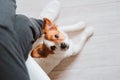 Young woman at home using mobile phone, cute small dog besides. work from home concept Royalty Free Stock Photo