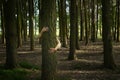 Young woman Hugging Tree in Forest Royalty Free Stock Photo
