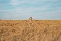 Young woman inside golden wheat field in summer, enjoying nature