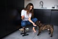 Young woman in kitchen during quarantine. Girl sit in squat pose and feed french bulldog. Adult pet eating dog food. Pet