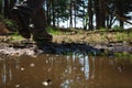 Young woman legs with shoes walk on forest path with reflection in podle