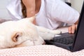 A young woman lies on a bed with a laptop with her sleeping puppy Shiba inu at home Royalty Free Stock Photo