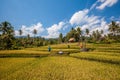 Young woman in the middle of rice terrace