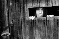 Young woman looking through the crack of a locked wooden shed. Royalty Free Stock Photo