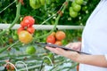 Young Woman Looking at Tomato Plant in Greenhouse Royalty Free Stock Photo