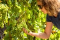 Young woman looks at grapes in vineyard Royalty Free Stock Photo