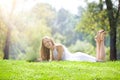 Young Woman Lying with Laptop on the Beautiful Green Meadow Royalty Free Stock Photo