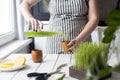 Young woman making wheatgrass juice from fresh grass. Antioxidant energetic healthy morning drink Royalty Free Stock Photo