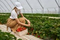 Young woman in mask picking strawberries at greenhouse