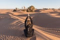 Young woman meditating in Lotus Pose in Sahara desert. Padmasana. Relax concept. The highest sand dunes in the world at sunset