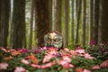 Young woman in a mysterious mask among flowers on a blurry forest background