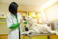 Young woman nurse/ vet feeding cute Labrador Royalty Free Stock Photo