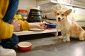 Young woman offering her lovely dog to choose new feed bowl