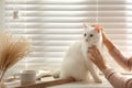 Young woman petting her white cat at home, closeup. Fluffy pet