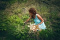 Young woman pick herbs and flowers on clean wild mountain meado