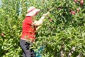 Young woman picking apples in apple orchard Royalty Free Stock Photo