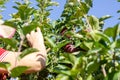 Young woman picking apples in apple orchard Royalty Free Stock Photo