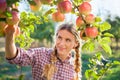 Young woman picking apples from apple tree on a lovely sunny sum Royalty Free Stock Photo