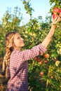 Young woman picking apples from apple tree on a lovely sunny sum Royalty Free Stock Photo