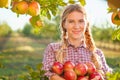 Young woman picking apples from apple tree on a lovely sunny sum Royalty Free Stock Photo