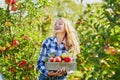 Young woman picking apples in garden Royalty Free Stock Photo