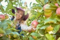 Young woman picking apples from a tree. Cheerful female grabbing fruits in an orchard during harvest season. Fresh red Royalty Free Stock Photo