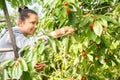 Young Woman Girl Picking Cherries