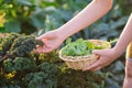 Young woman picking crops kale in vegetable garden.