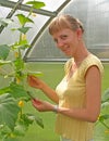 Young woman picking cucumbers in greenhouse
