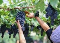 Young woman picking grapes in vineyards Royalty Free Stock Photo