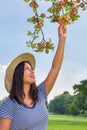 Young woman picking red apples from apple tree Royalty Free Stock Photo