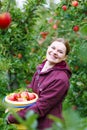 Young woman picking red apples in an orchard Royalty Free Stock Photo