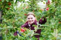 Young woman picking red apples in an orchard Royalty Free Stock Photo