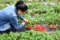 Young woman picking red strawberry Royalty Free Stock Photo