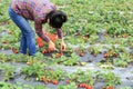 Young woman picking red strawberry Royalty Free Stock Photo