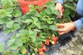 Young woman picking red strawberry Royalty Free Stock Photo