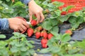 Young woman picking red strawberry Royalty Free Stock Photo