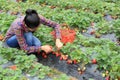 Young woman picking red strawberry Royalty Free Stock Photo