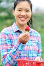 Picking strawberry in garden Royalty Free Stock Photo