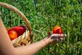 Young woman is picking tomatoes in the greenhouse and puts into a basket. Close- up. Farming and gardening concept Royalty Free Stock Photo