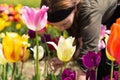 Young woman picking tulips in the garden