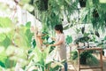 Young woman plant owner shop watering plants in a plant shop. Royalty Free Stock Photo