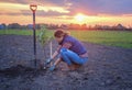 A young woman planting an Apple tree in the garden near the house Royalty Free Stock Photo