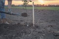 A young woman planting an Apple tree in the garden near the house Royalty Free Stock Photo