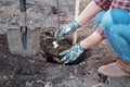 A young woman planting an Apple tree in the garden near the house Royalty Free Stock Photo