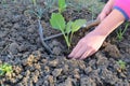 Starting in a springtime. Planting first kohlrabi seedlings in a kitchen garden. Royalty Free Stock Photo