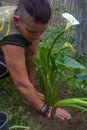 Young woman planting white calla flower  in the garden with green grass all around Royalty Free Stock Photo