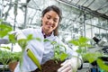 Young woman plants tomato seedling in a nursery with trowel wearing gloves Royalty Free Stock Photo